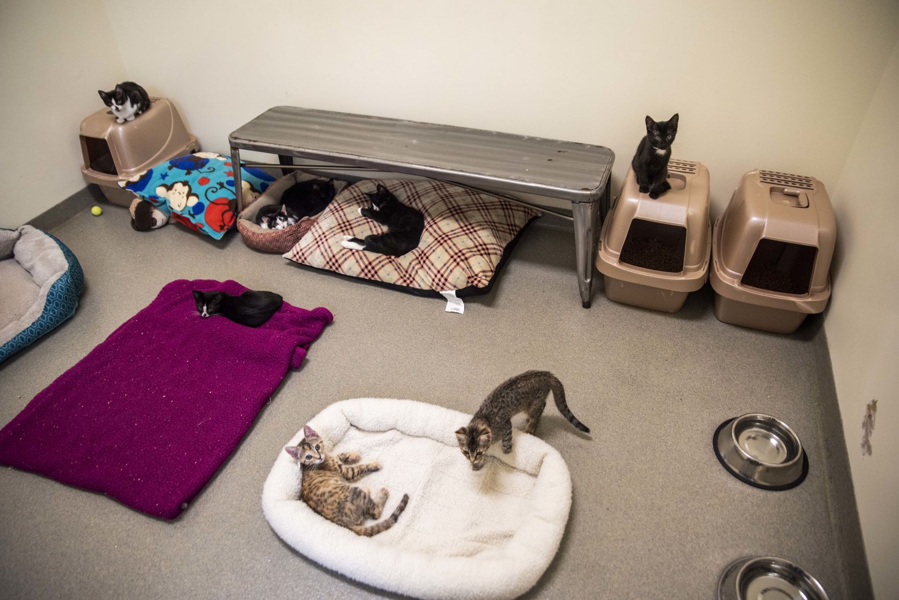 Lynchburg Humane Society